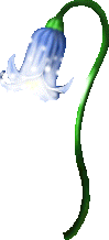 Fully Bloomed Bluebell